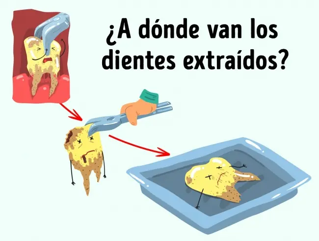 6 Interesantes datos que los dentistas no comparten con sus