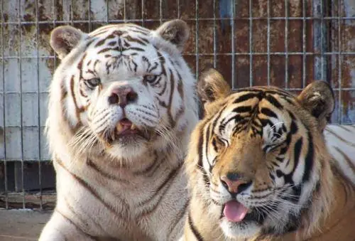 Animales