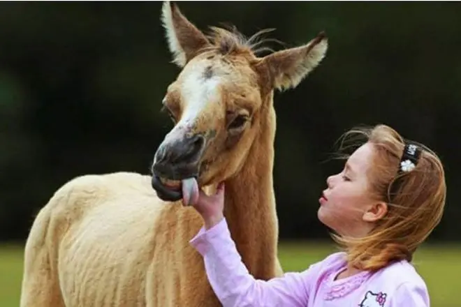 Imágenes de animales con enfermedades genéticas