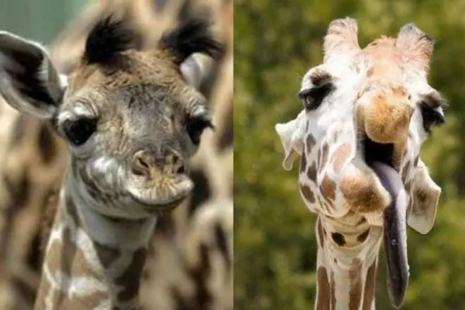 Animales