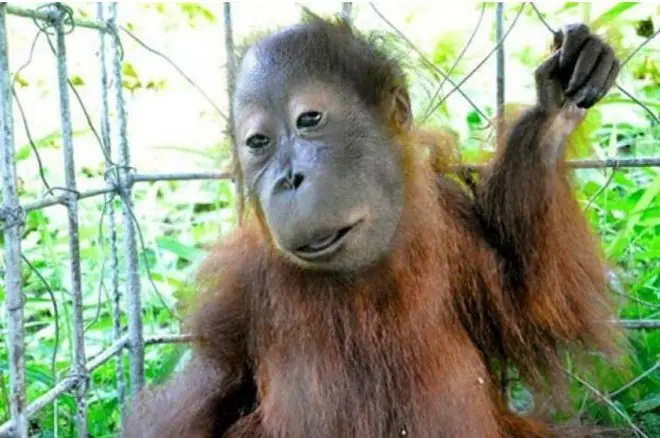 Imágenes de animales con enfermedades genéticas