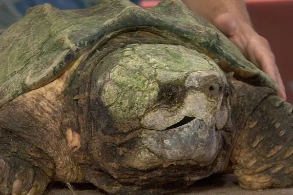 Imágenes de animales con enfermedades genéticas