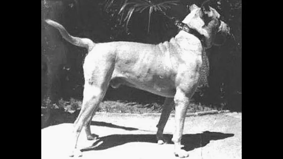 perro
