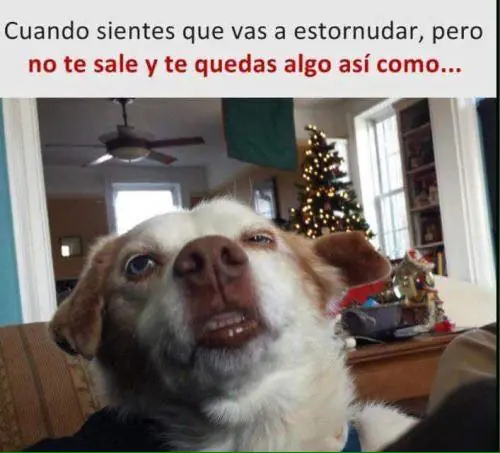 imagenes
