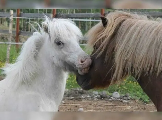 Imágenes de animales con enfermedades genéticas