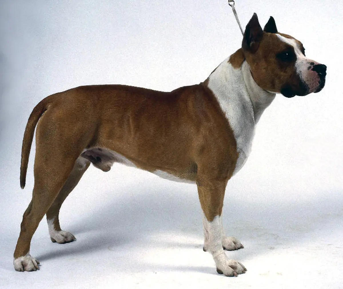 perro