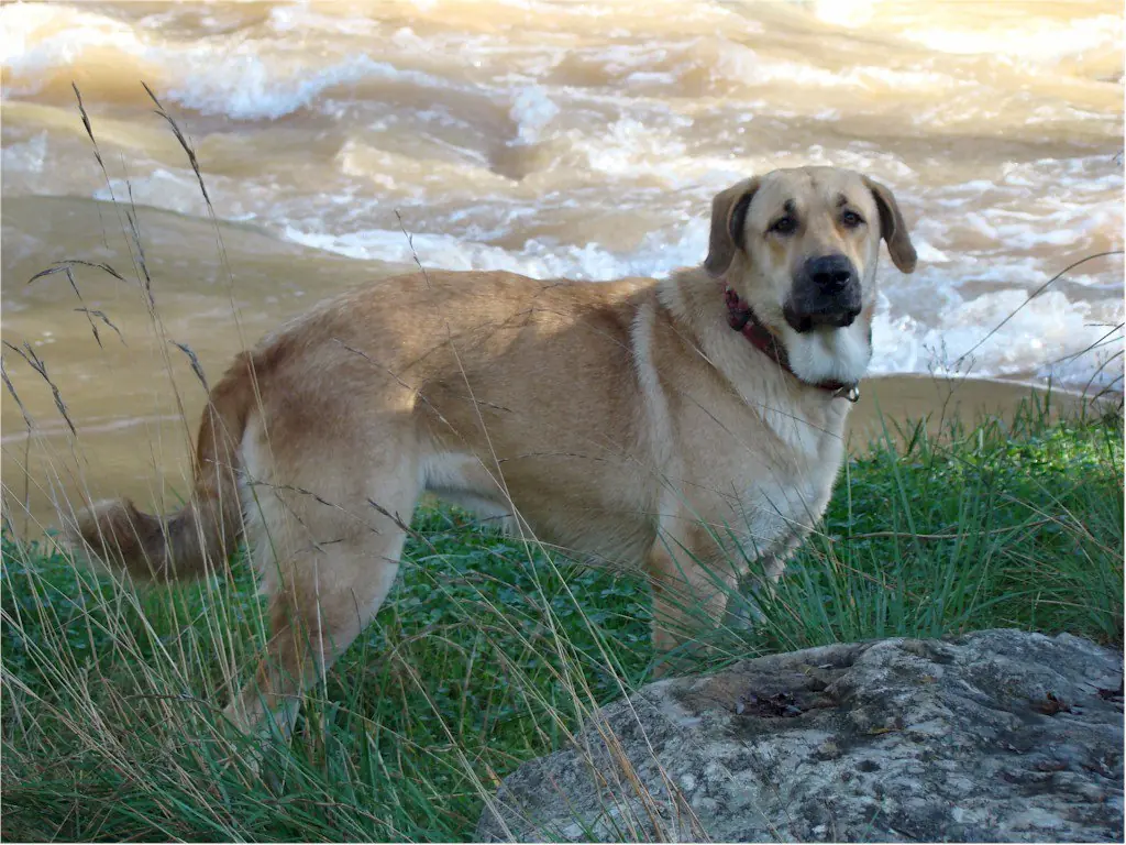 Hagamos top al perro más salvaje que ha existido!