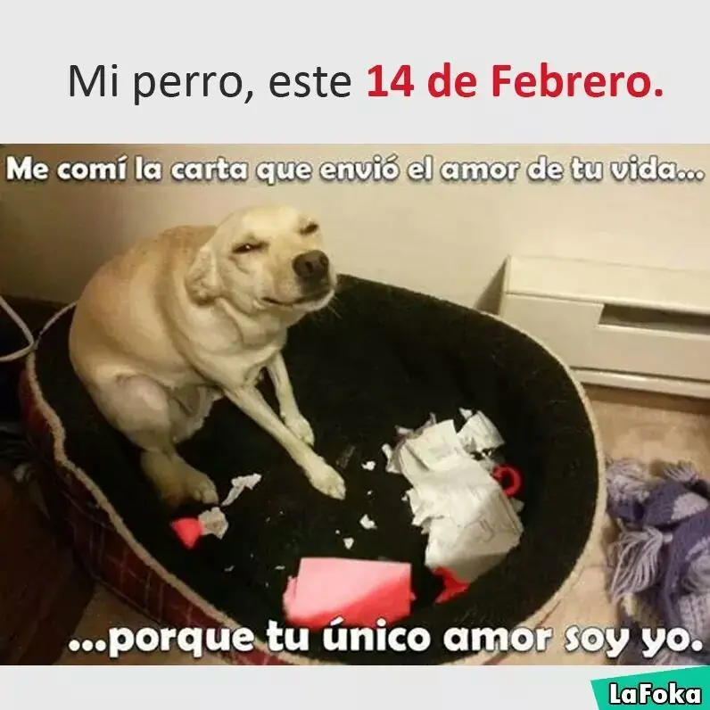 Humor y fails de día de san valentin, riete un rato!