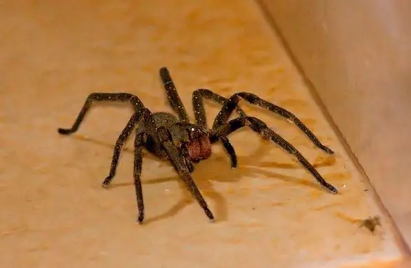 Las 7 arañas venenosas de Argentina