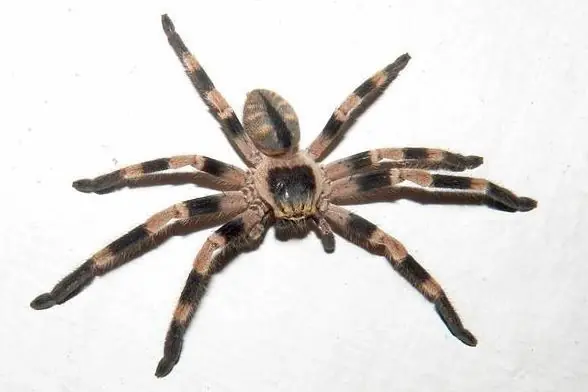 venenosas de Argentina