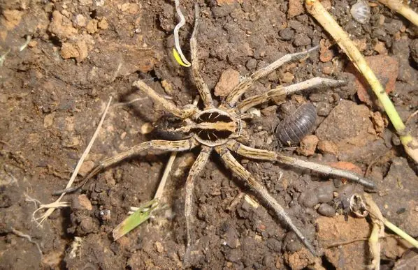 Arana de los platanos