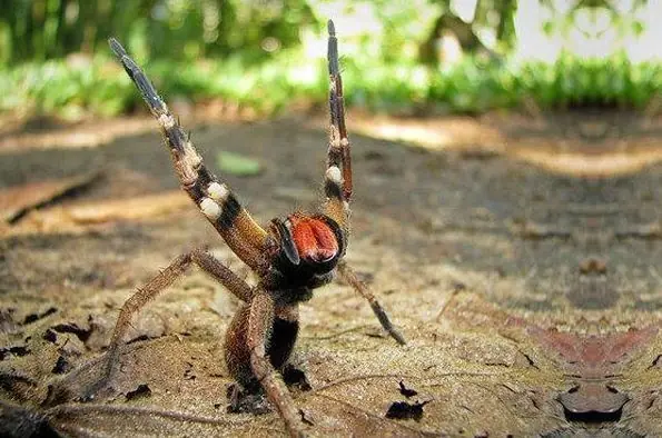 Arana de los platanos