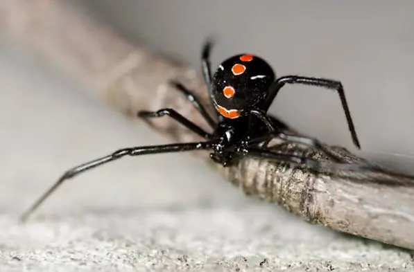 Las 7 arañas venenosas de Argentina
