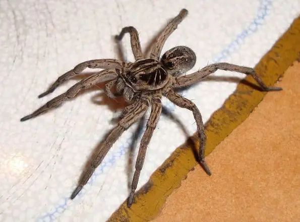 Las 7 arañas venenosas de Argentina
