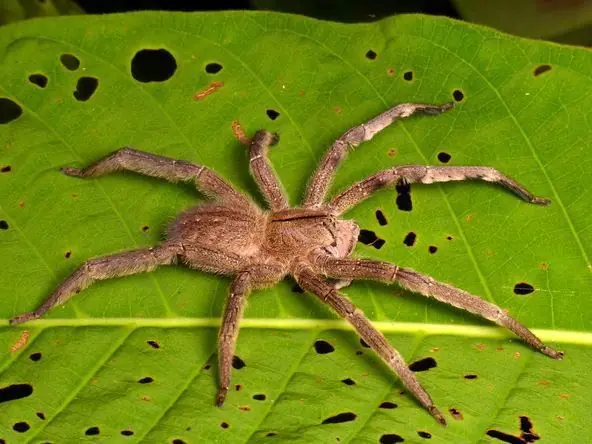venenosas de Argentina