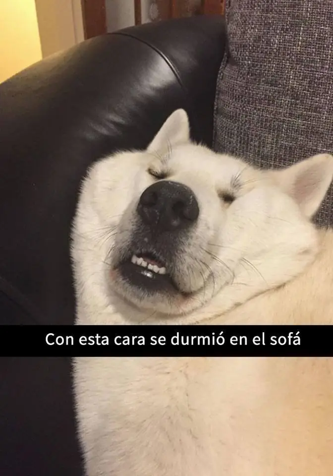 perros
