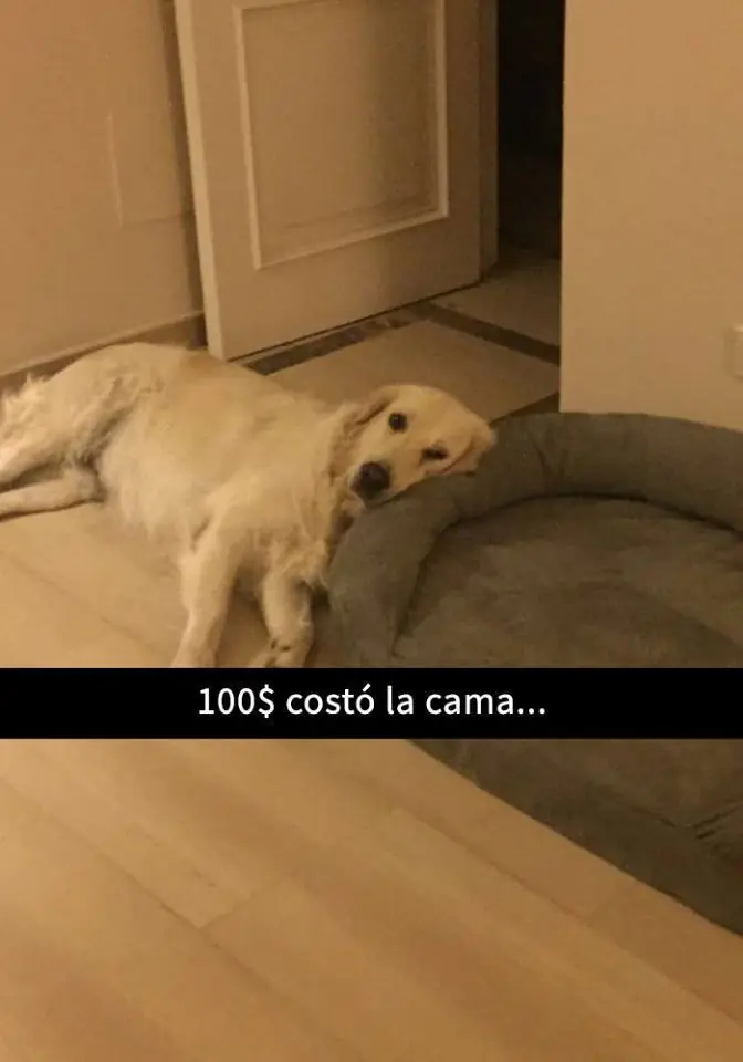 humor