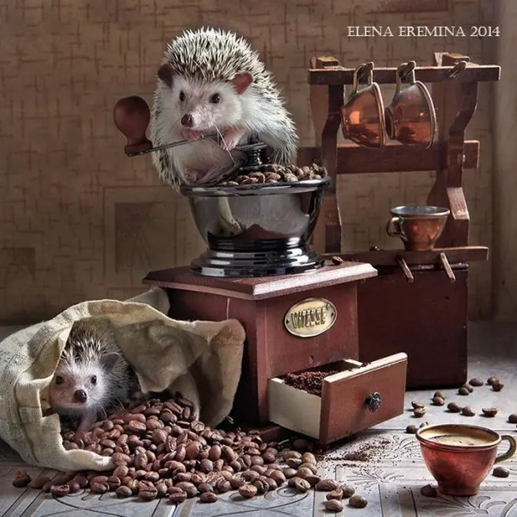 animales