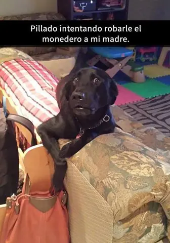 15 snapchats épicos de PERROS que te harán reír a carcajadas