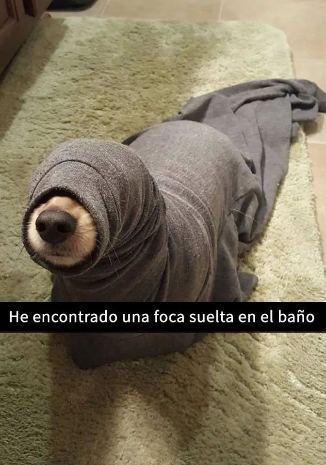 de perros