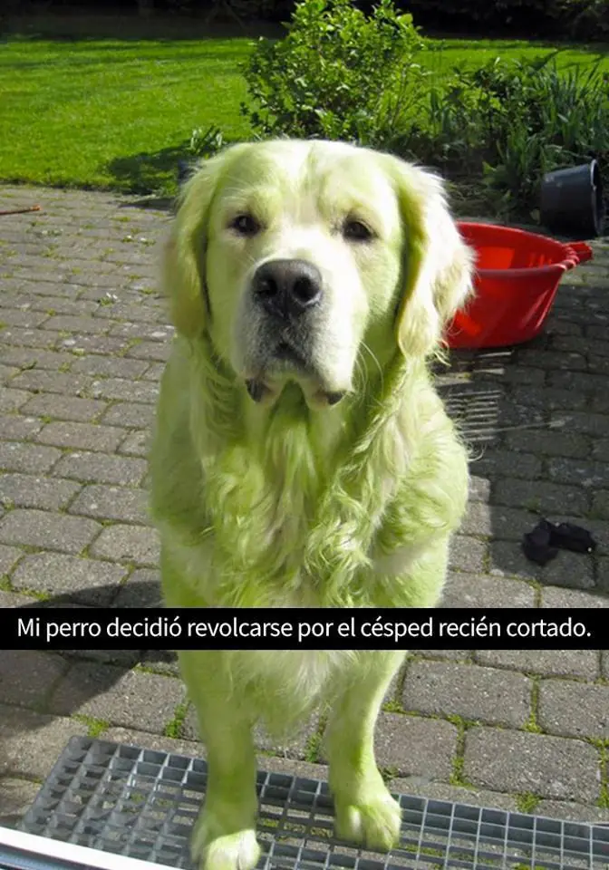perros