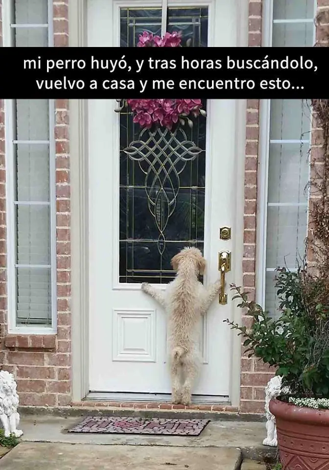 divertidos