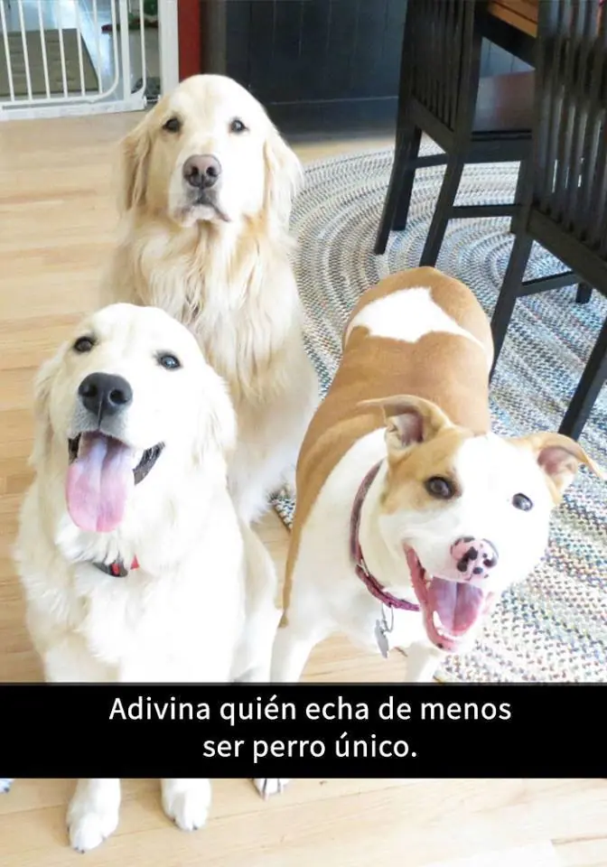 humor