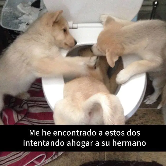 15 snapchats épicos de PERROS que te harán reír a carcajadas