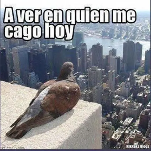 memes