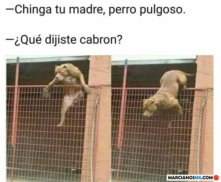Felix