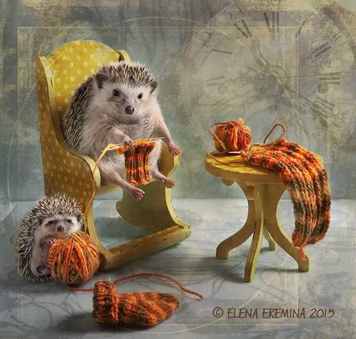 animales