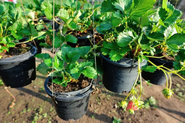 jardinero