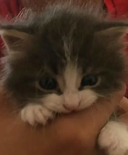 Le salve la vida a un gatito callejero y te lo cuento!