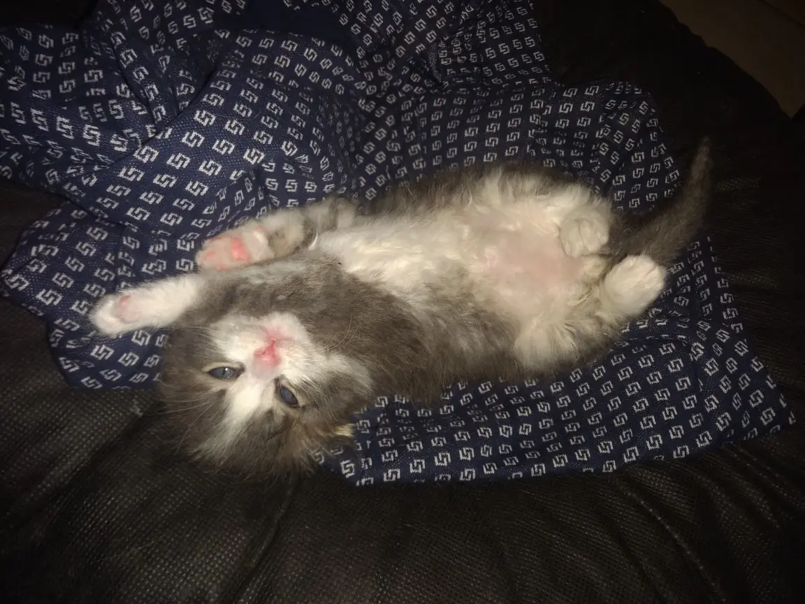 gatito