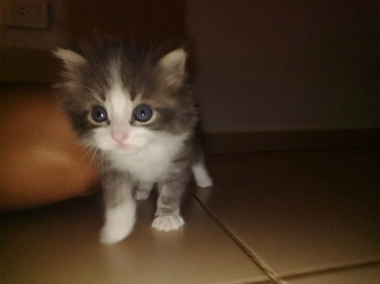 animal