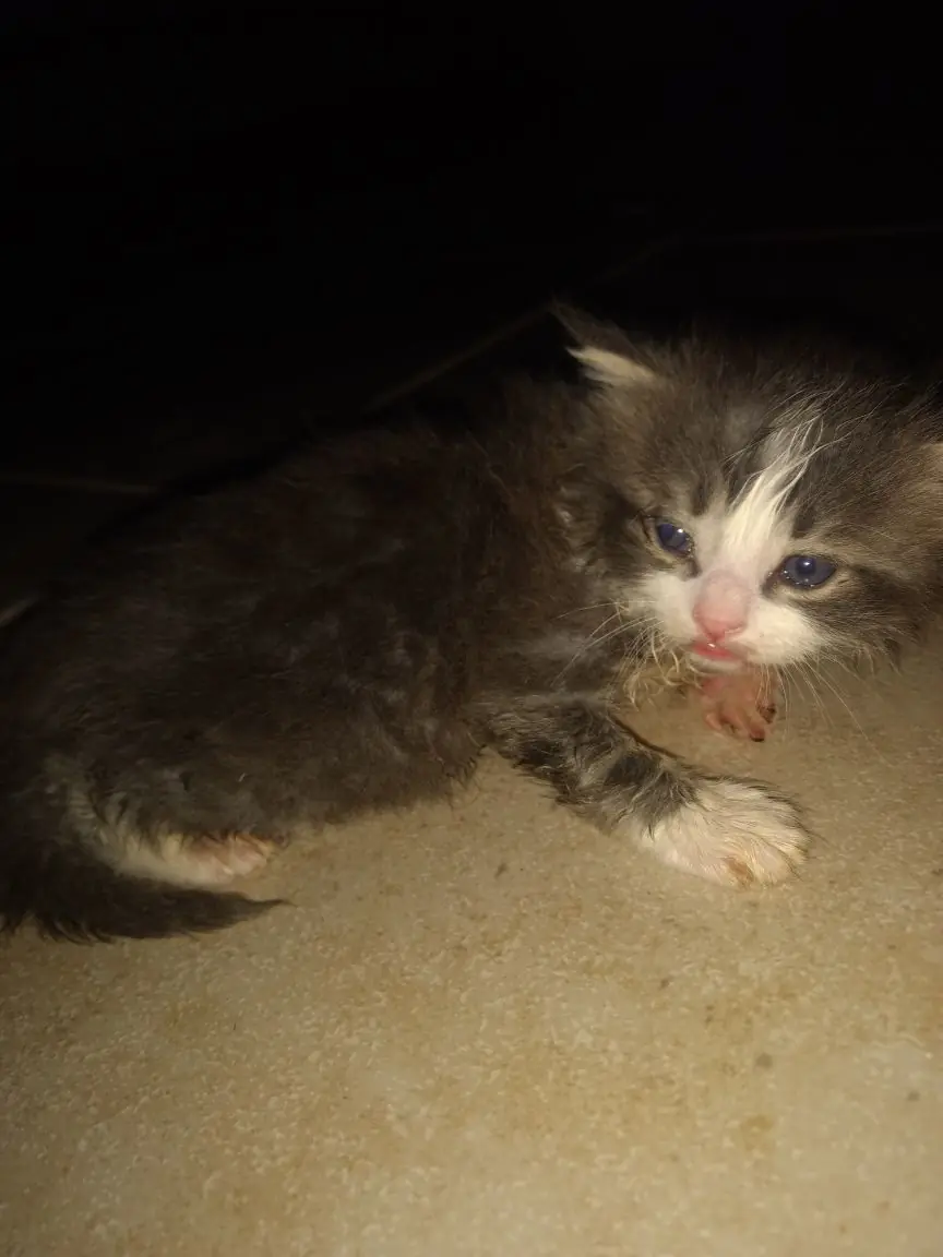 gato