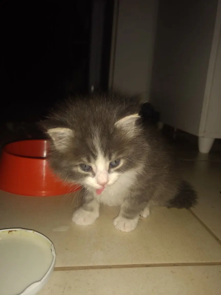 gato