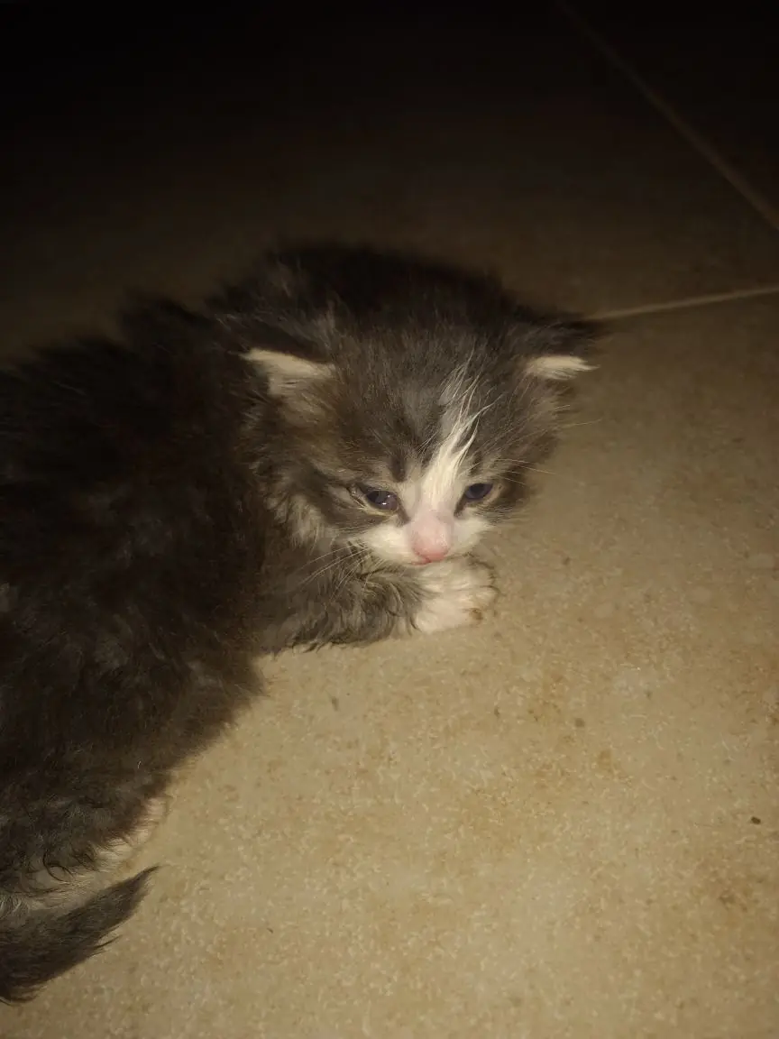 gatito