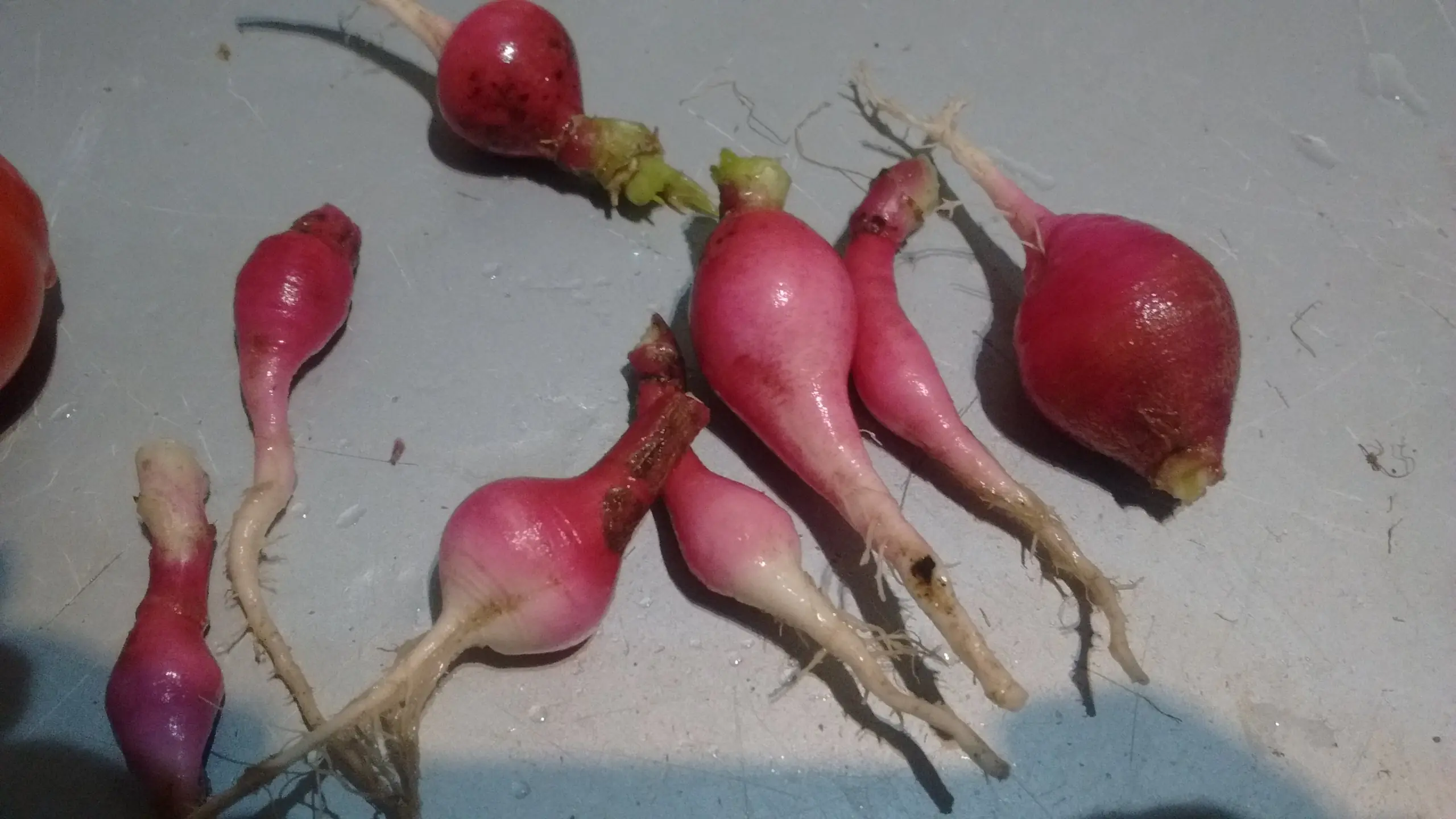 organico