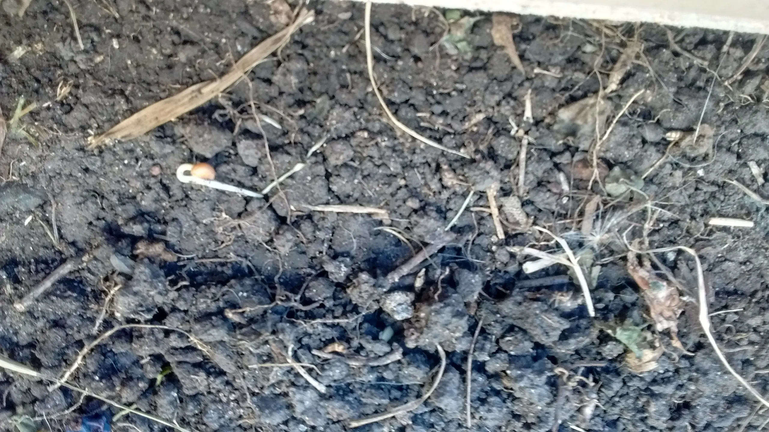 Mi cultivo de rabanitos
