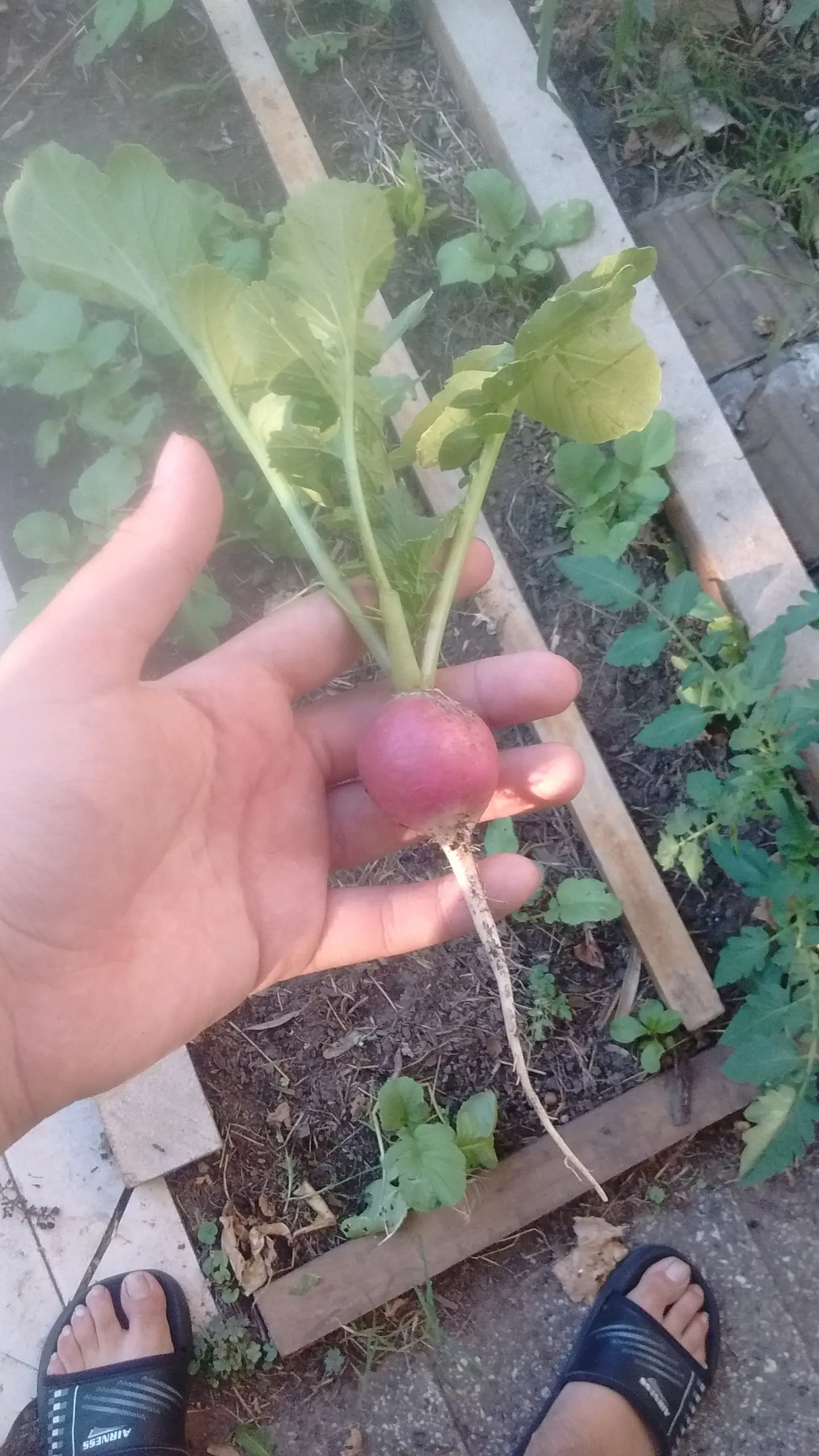 rabanitos