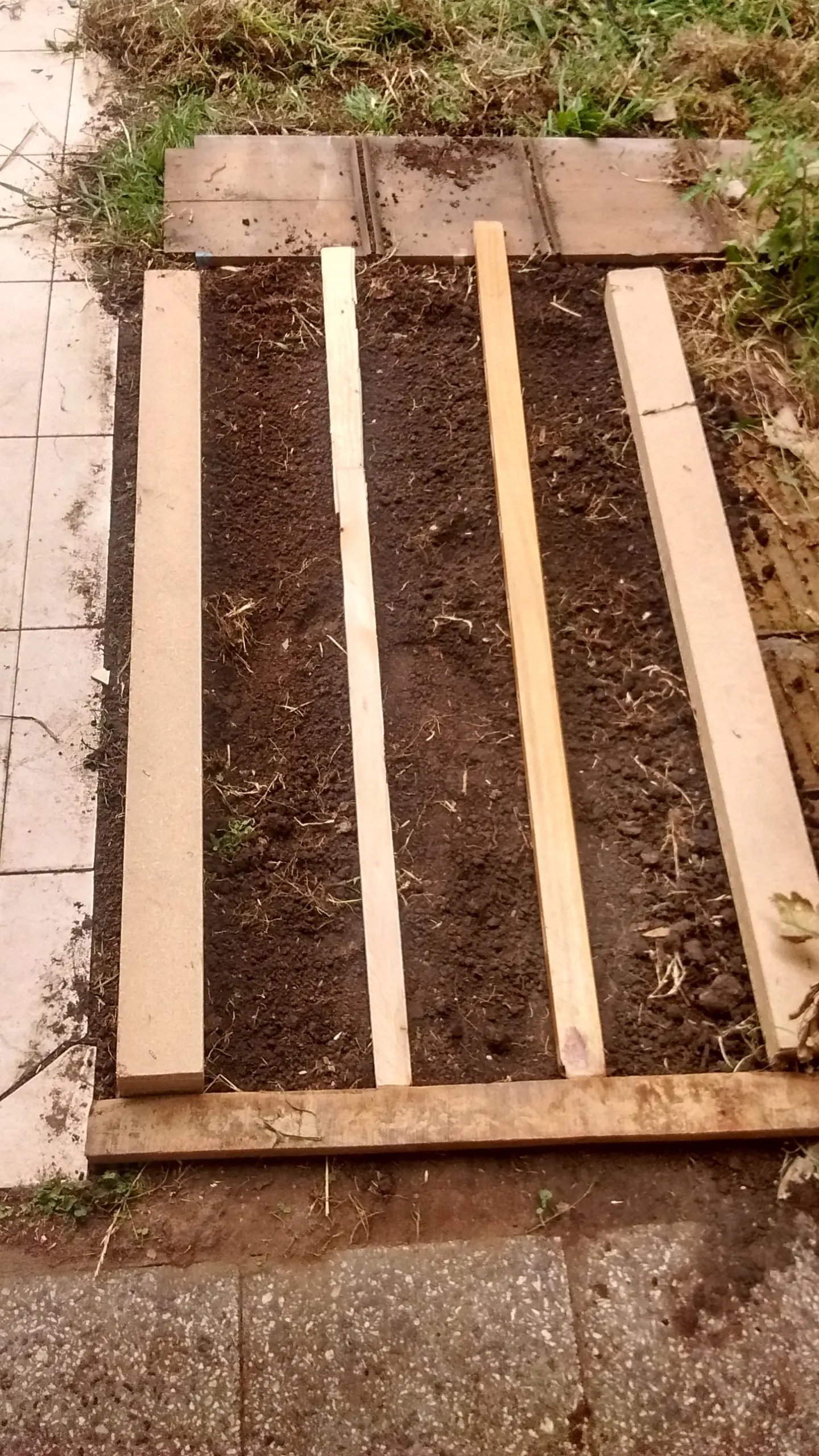 Mi cultivo de rabanitos