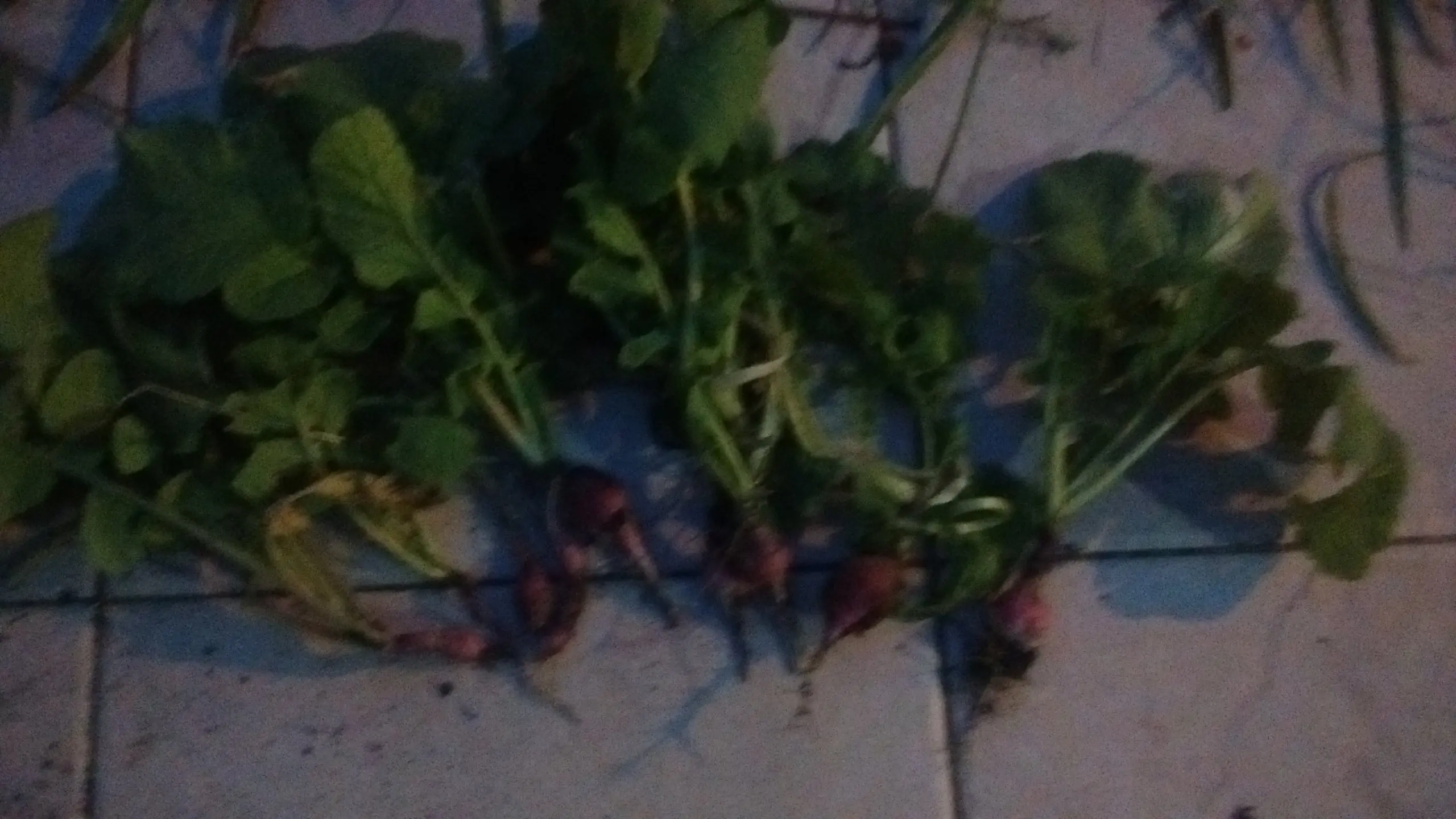 cultivo