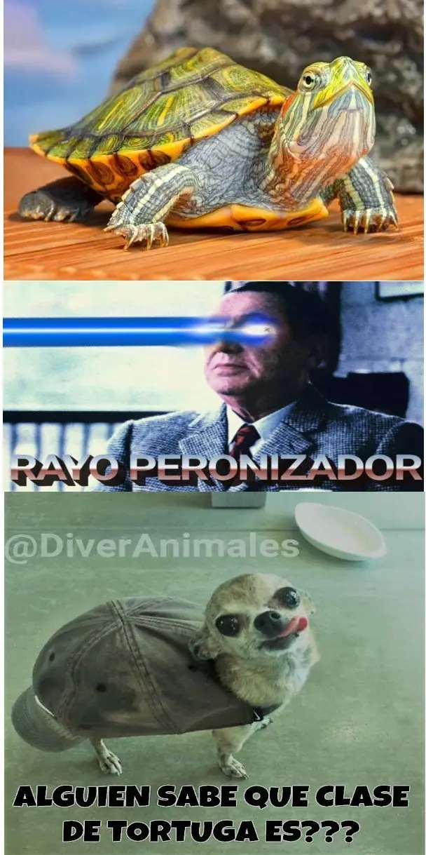 Best of RayoPeronizador