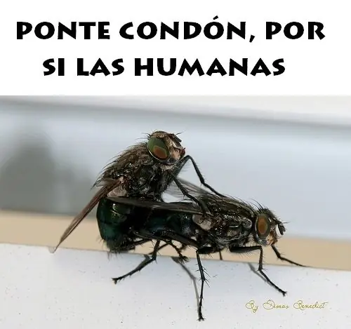 humor