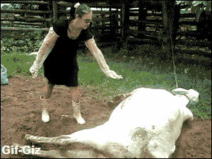 gifs graciosos