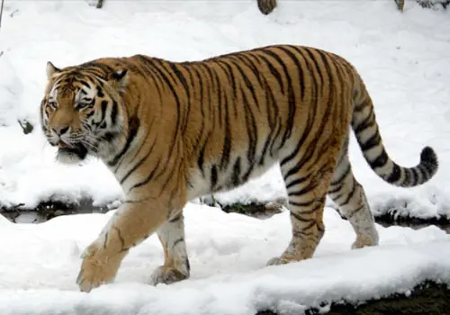 Las 52 Leyendas Argentinas Cortas Más Populares