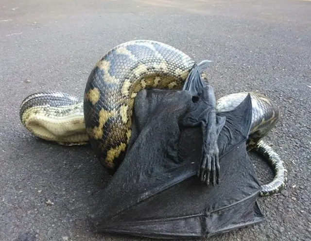 Fotos q prueban que Australia país más peligroso del mundo