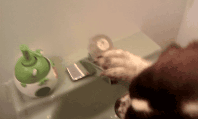 Gifs