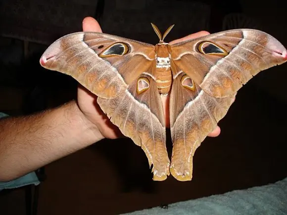 autralia